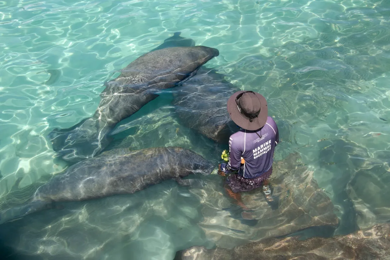 Dolphin Discovery renueva la certificación American Humane para sus hábitats en el Caribe Mexicano